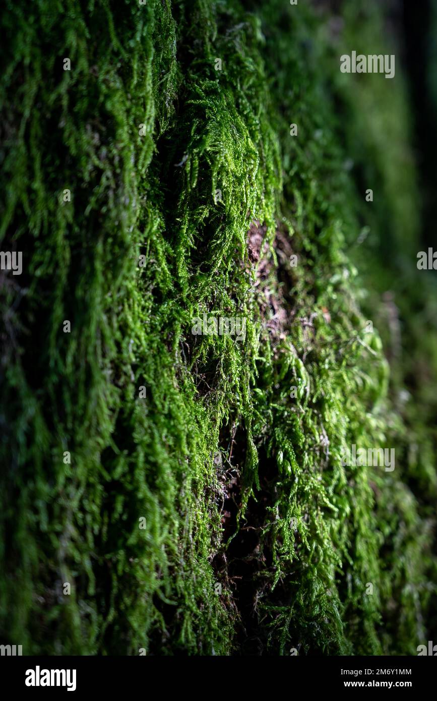 Albero tronco coperto con muschio, muschio texture macro vista in natura per sfondo wallpaper.Moss Foto Stock