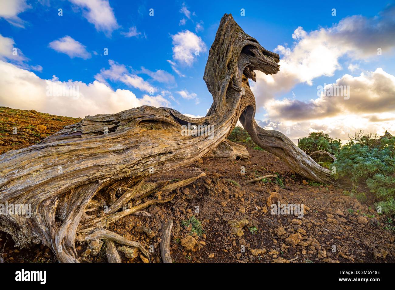 Vom Wind geformter Wacholderbaum Sabina bei El Sabinar, El Hierro, Kanarische Inseln, Spanien | Twisted Sabina Juniper albero a El Sabinar, El Hierro, Foto Stock
