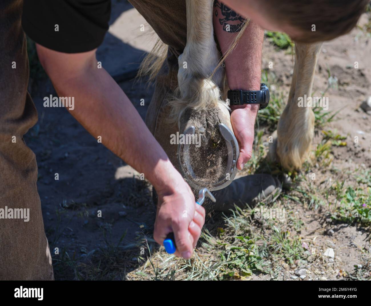 Staff Sgt. Kyle Young, 30th forze di sicurezza Squadron, pattugliatore di conservazione, ripulisce il cavallo di lavoro militare Patton fuori dalle scuderie della Vandenberg Space Force base, Calif., 9 maggio 2022. Il programma di lavoro militare dei cavalli verrà ritirato il 9 agosto 2022. Foto Stock