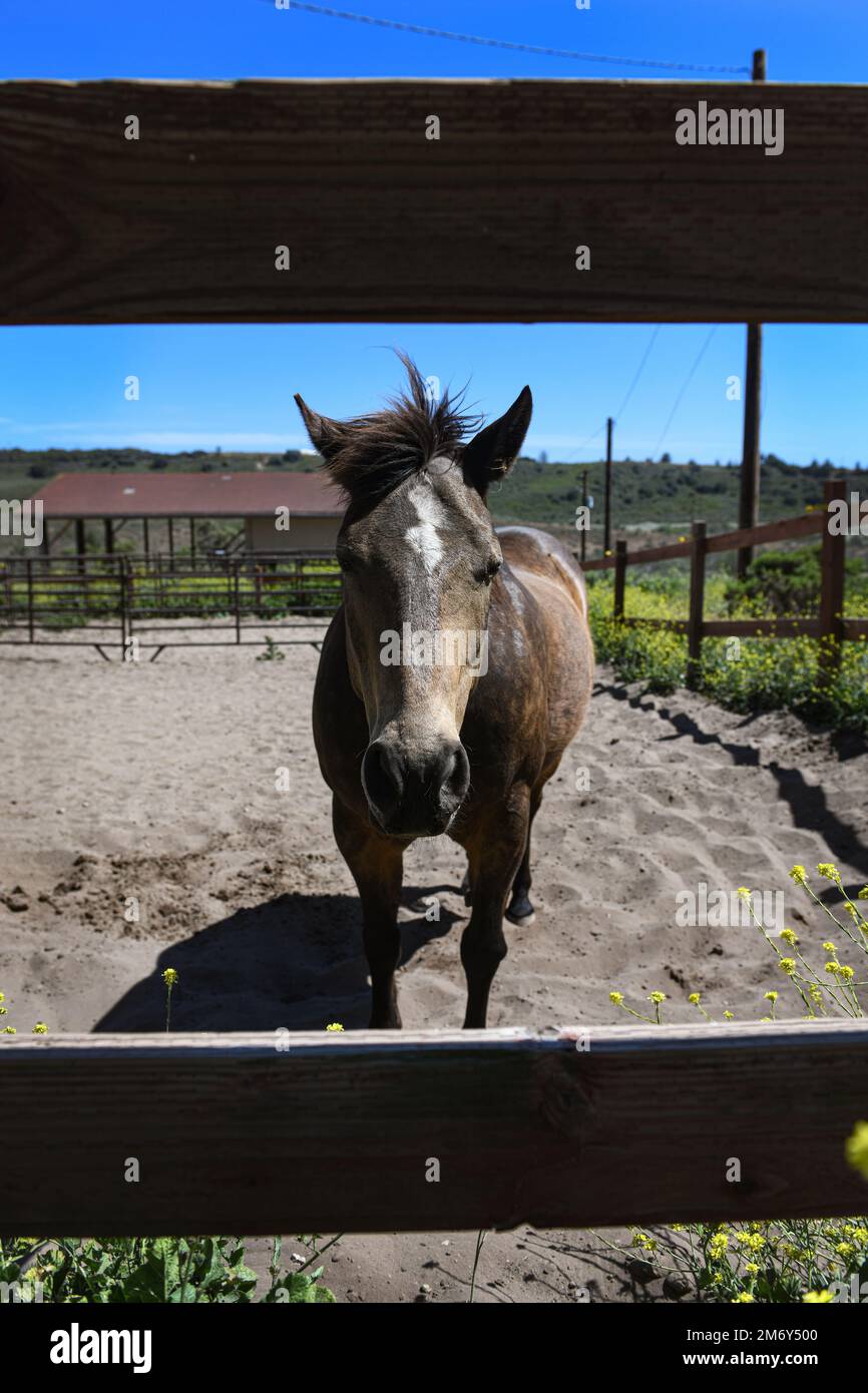 Il cavallo militare Buck, assegnato allo Squadrone delle forze di sicurezza del 30th, si posa per una foto all'interno dell'arena sulla Vandenberg Space Force base, California, 9 maggio 2022. Il cavallo di 22 anni si ritirerà insieme al programma MWH, il 9 agosto 2022. Foto Stock