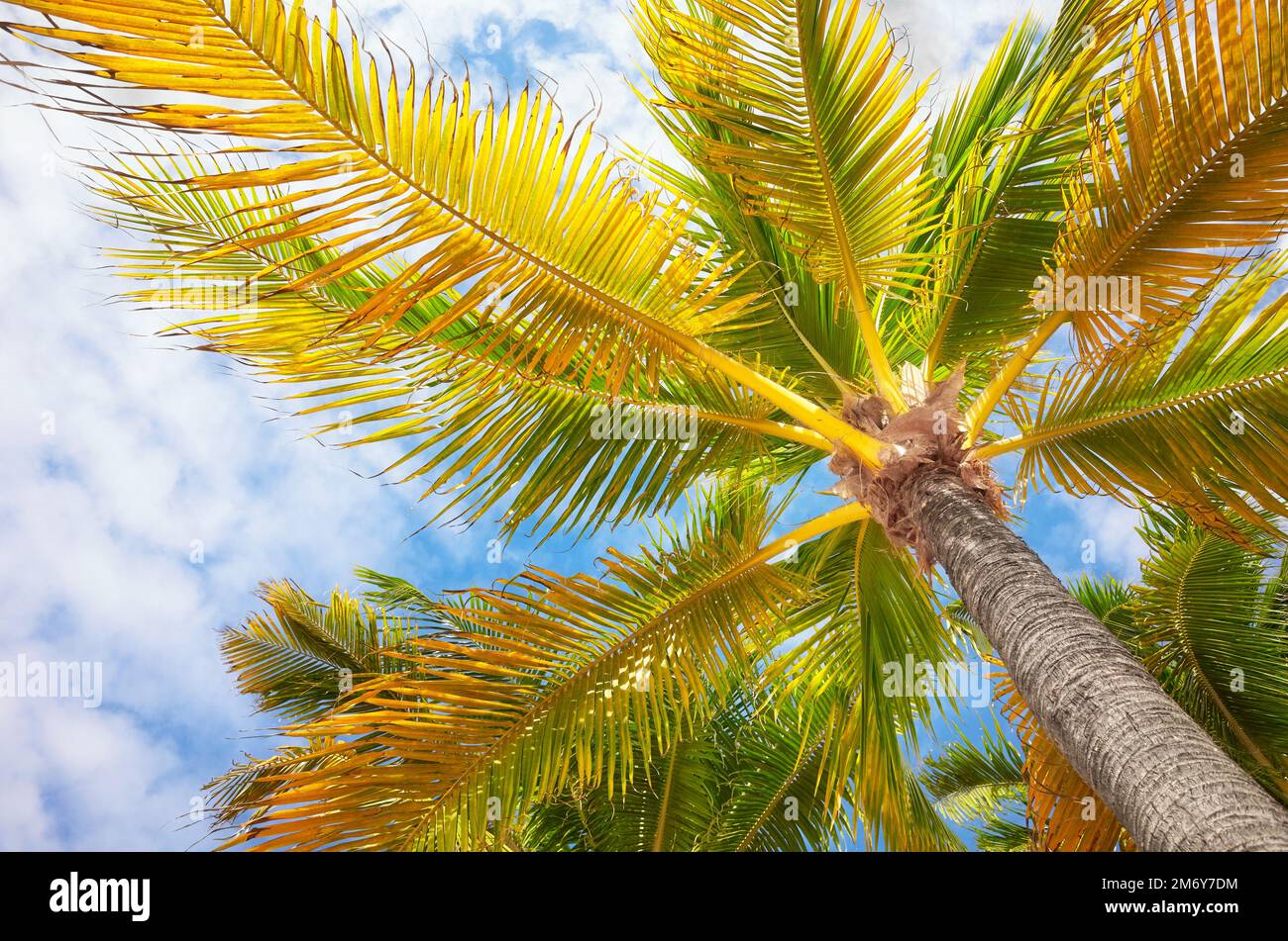 Palme da cocco contro il cielo, vista dal basso, penisola dello Yucatan, Messico. Foto Stock