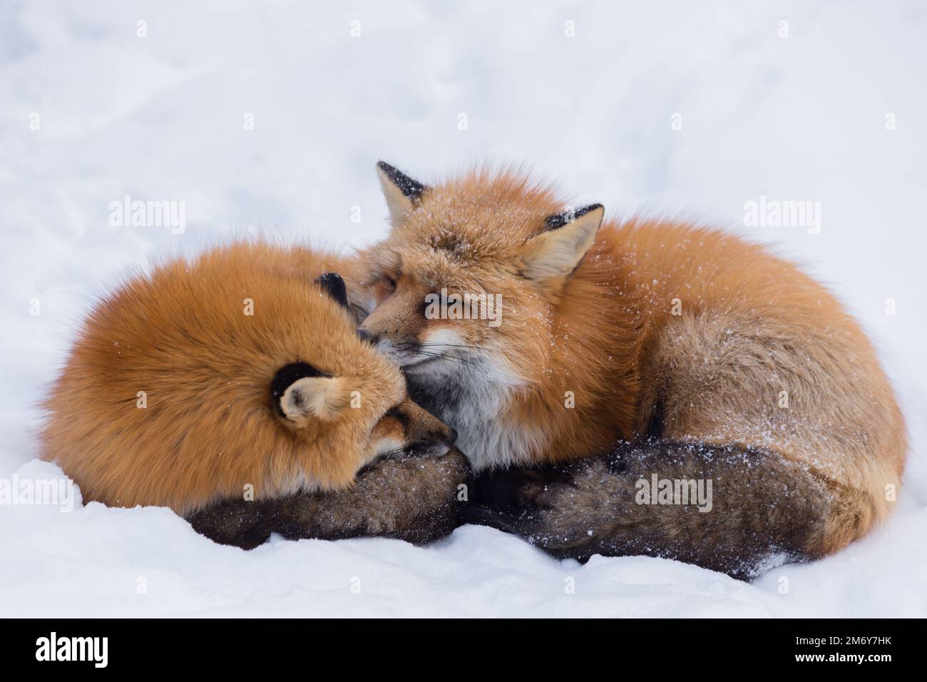 Volpe e neve Foto Stock