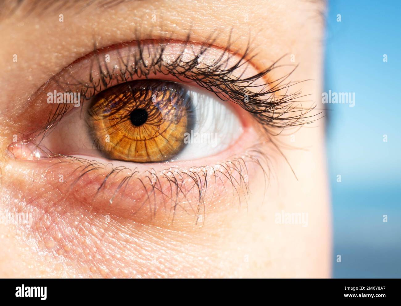 macro fotografia di un occhio femminile. Struttura dell'occhio umano. pupilla oculare. Ciglia umane. Primo piano occhio marrone. Sfondo dell'occhio. Foto Stock