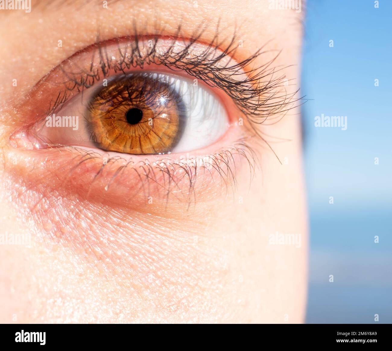 macro fotografia di un occhio femminile. Struttura dell'occhio umano. pupilla oculare. Ciglia umane. Primo piano occhio marrone. Sfondo dell'occhio. Foto Stock