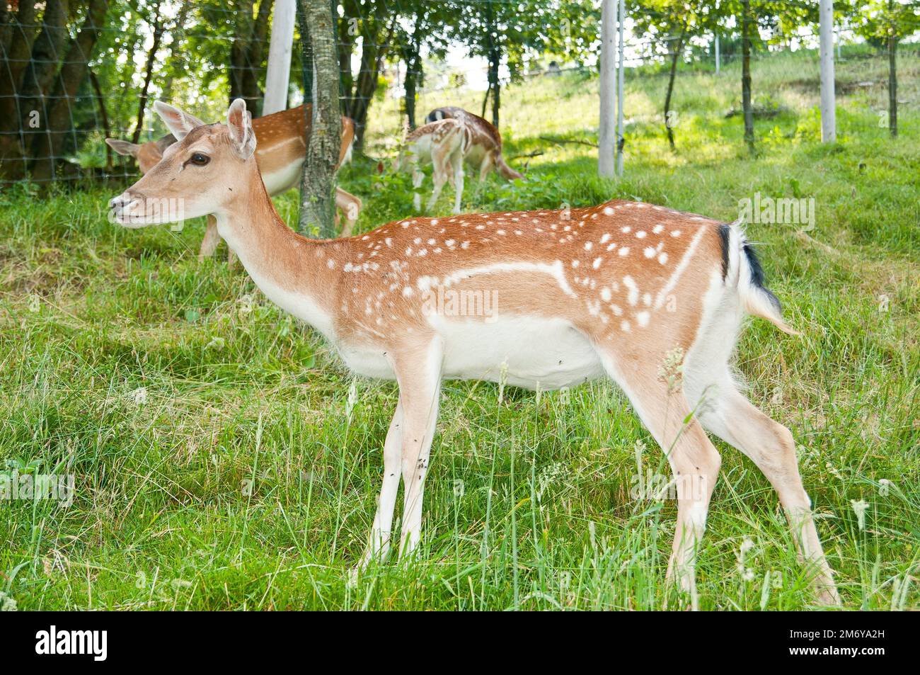 Cervus elaphus è un mammifero selvatico Foto Stock