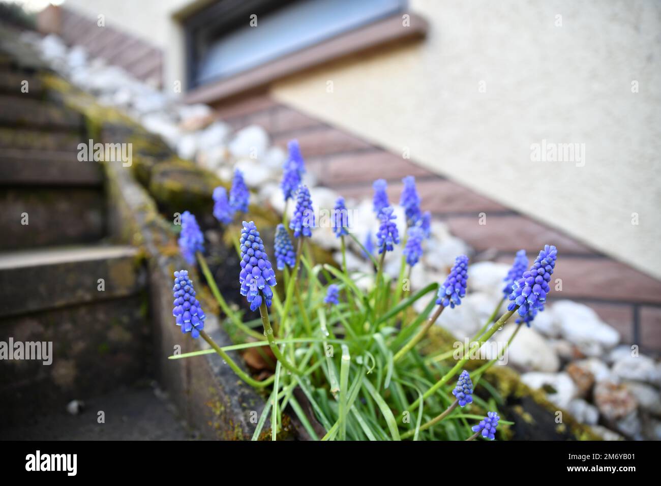 Fiore «Ocean Magic» di Muscari nel giardino Foto Stock