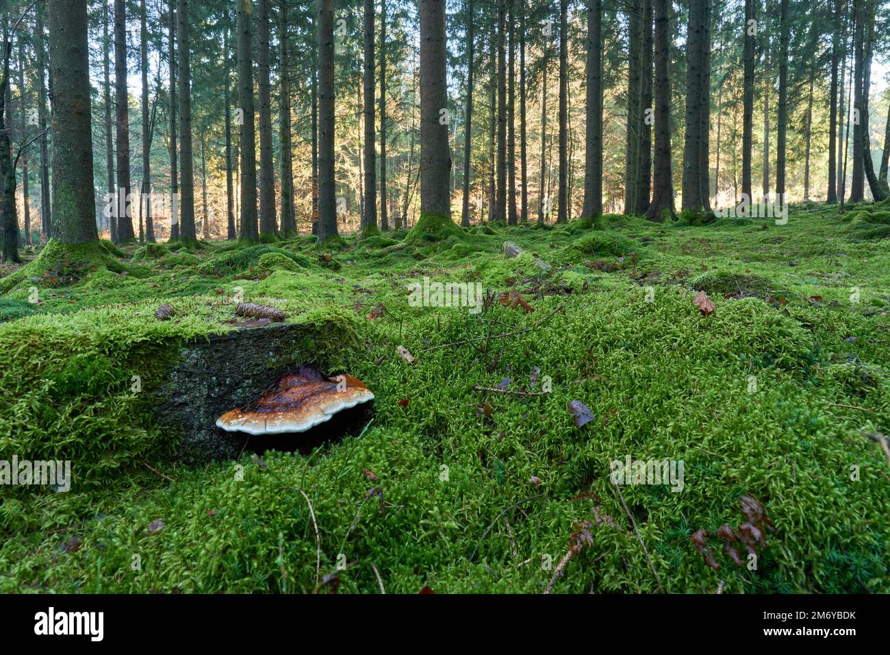 Besonders schöner, großer Baumpilz am Wurzelstock im Hochwald mit kompett moosbewachsenen Waldboden Foto Stock