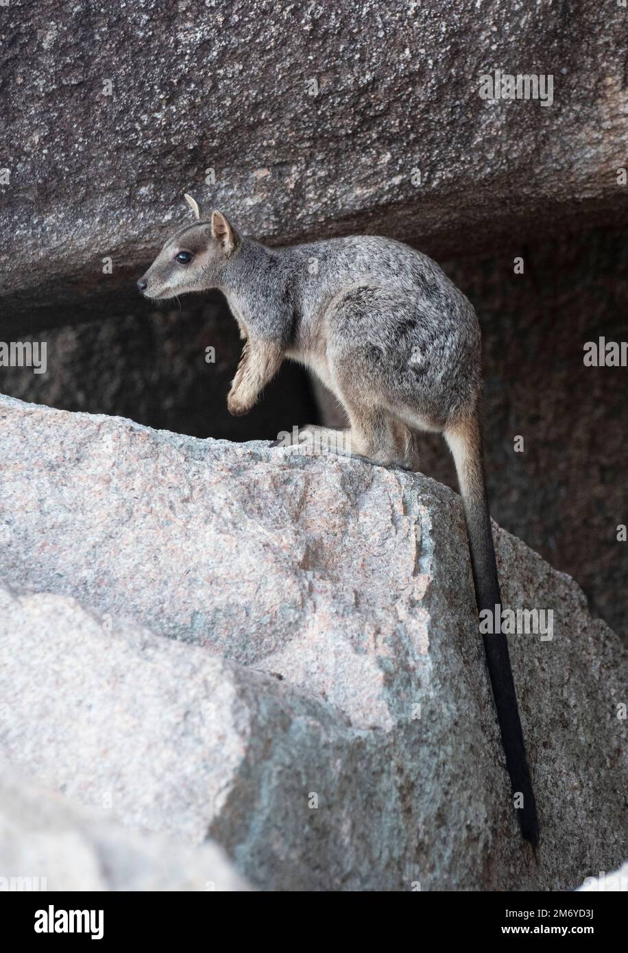 Allied Rock Wallaby Petrogale assimilis Magnetic Island Queensland sulle rocce. Foto Stock