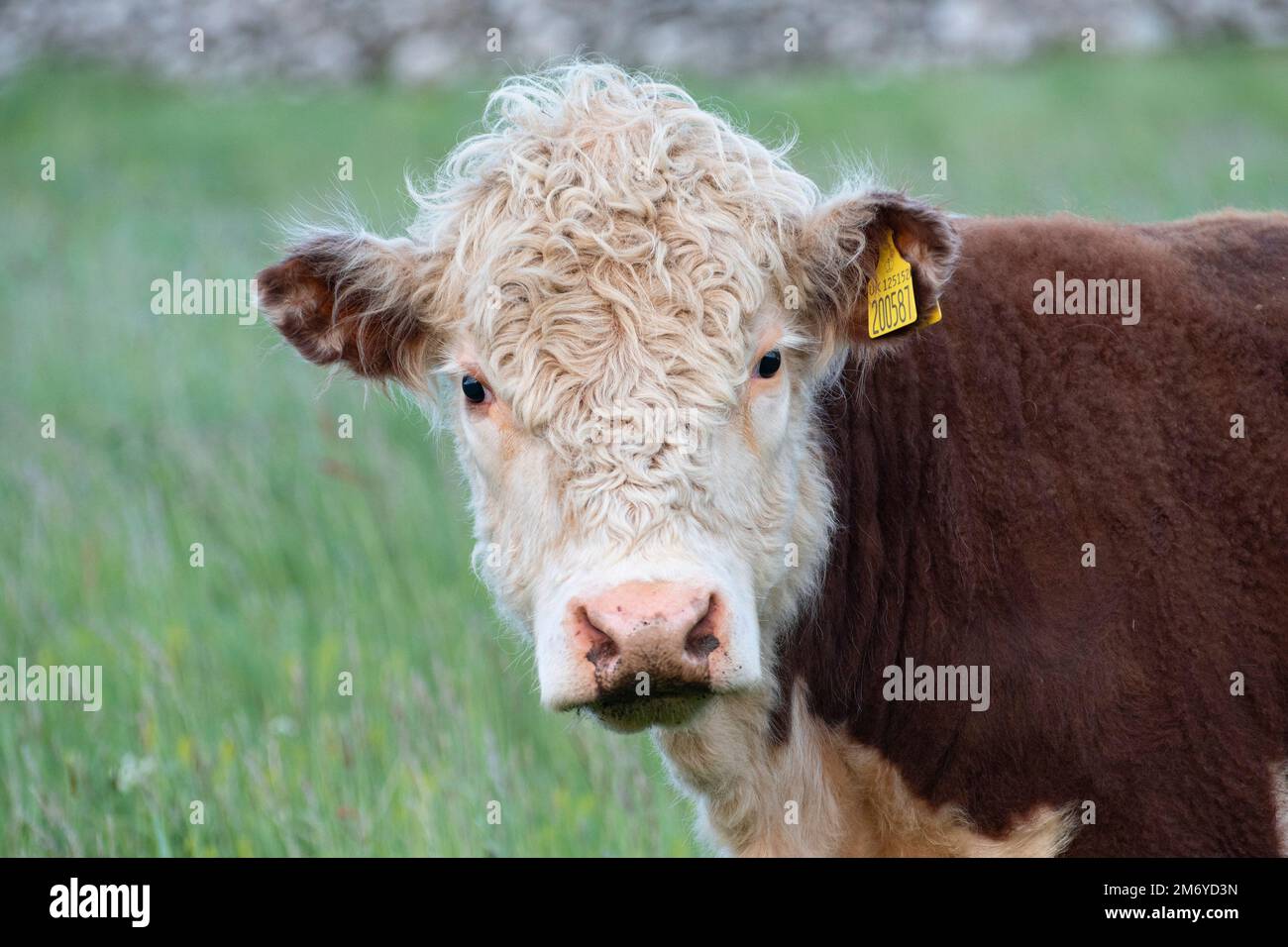 Curioso Hereford bullock guardando la macchina fotografica Foto Stock