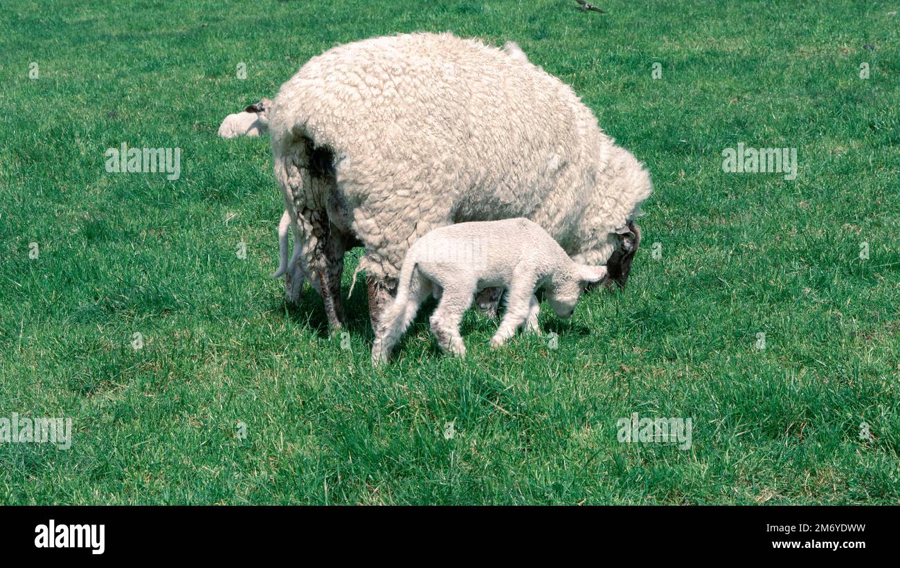 Pecore carine a Walter Peak, Queenstown Foto Stock