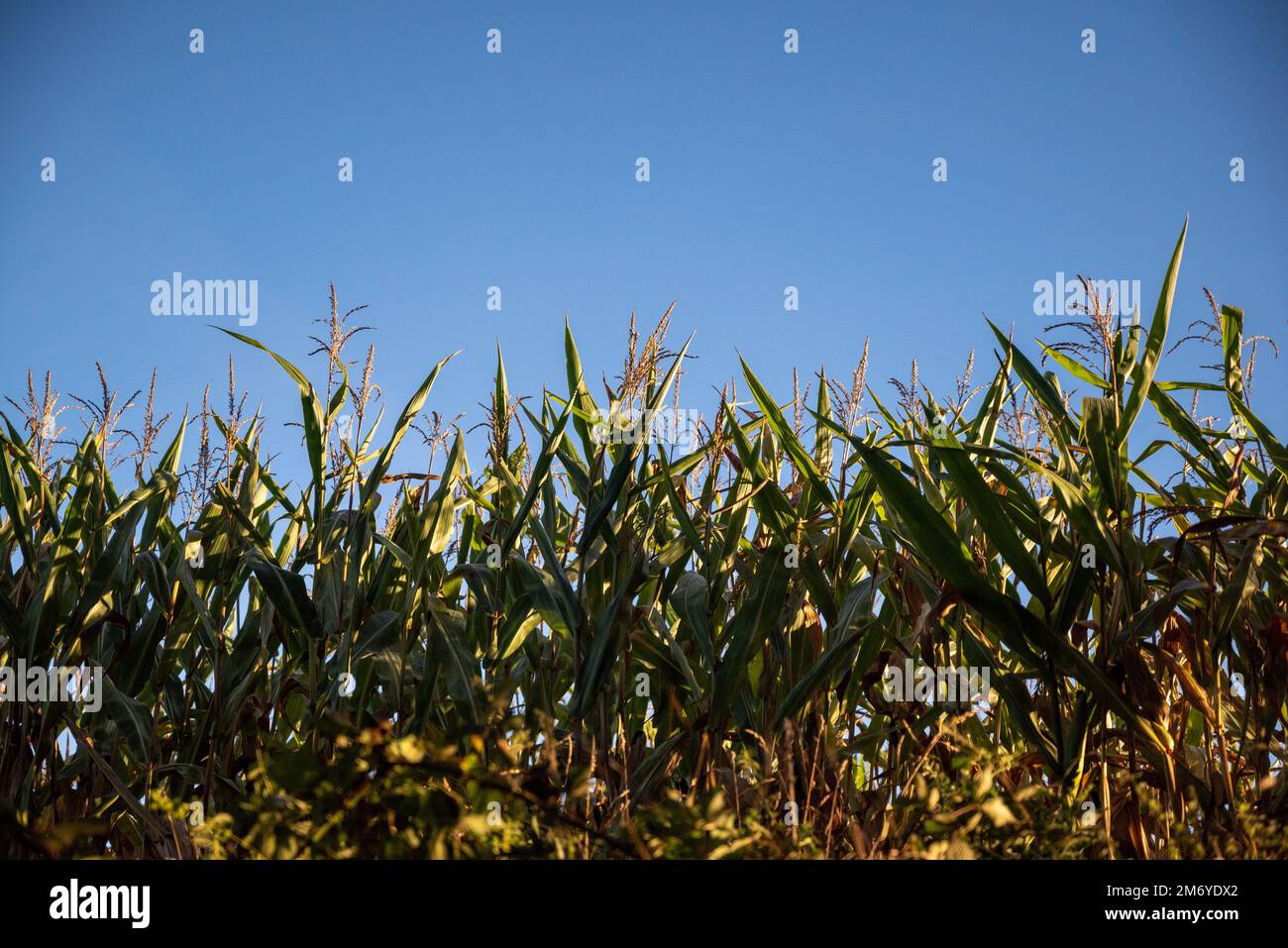 Campi di mais a Sunset.Agriculture.Front Vista di uno stand di grano a crescita media. Prato in Francia Foto Stock