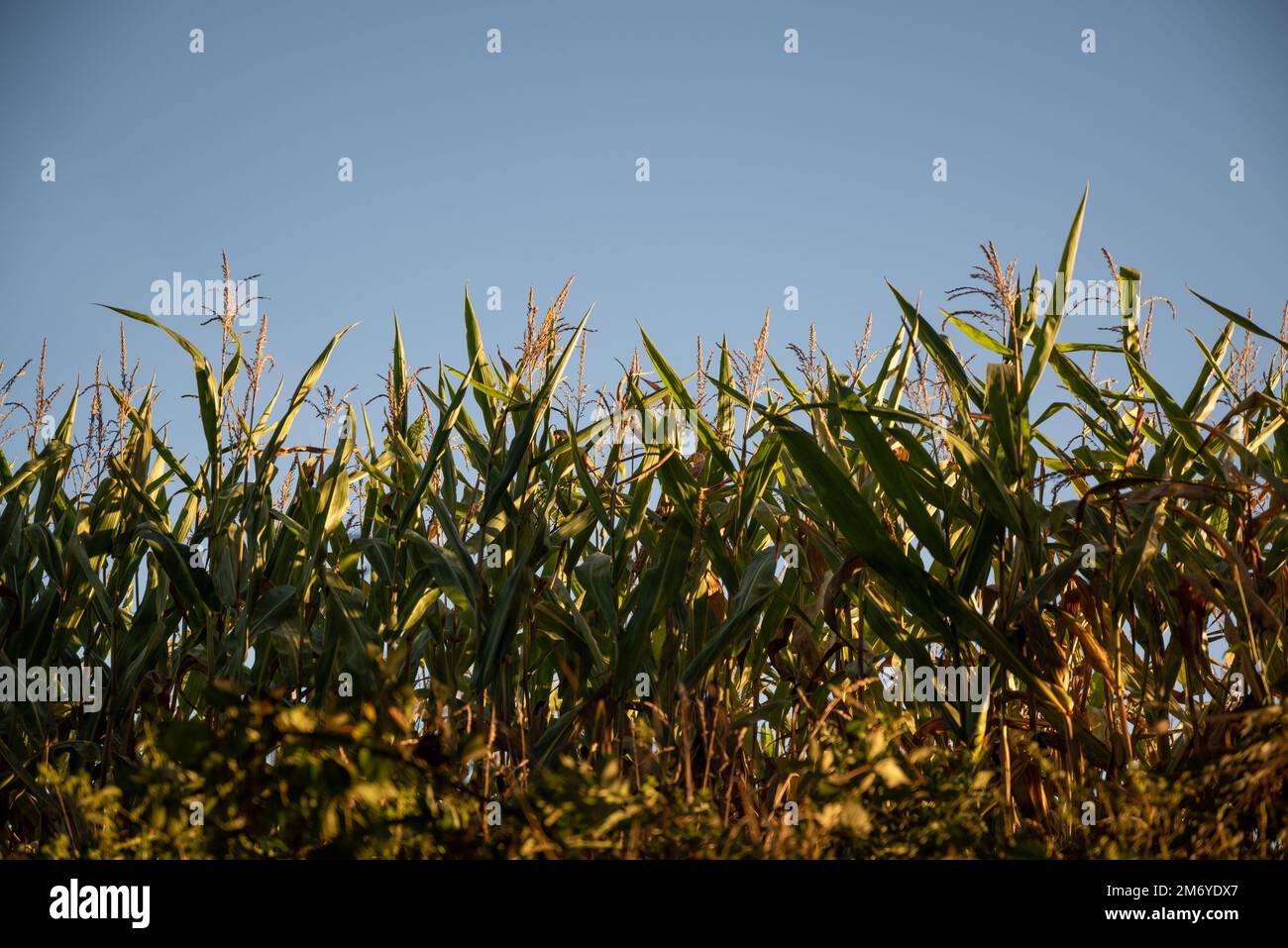 Campi di mais a Sunset.Agriculture.Front Vista di uno stand di grano a crescita media. Prato in Francia Foto Stock