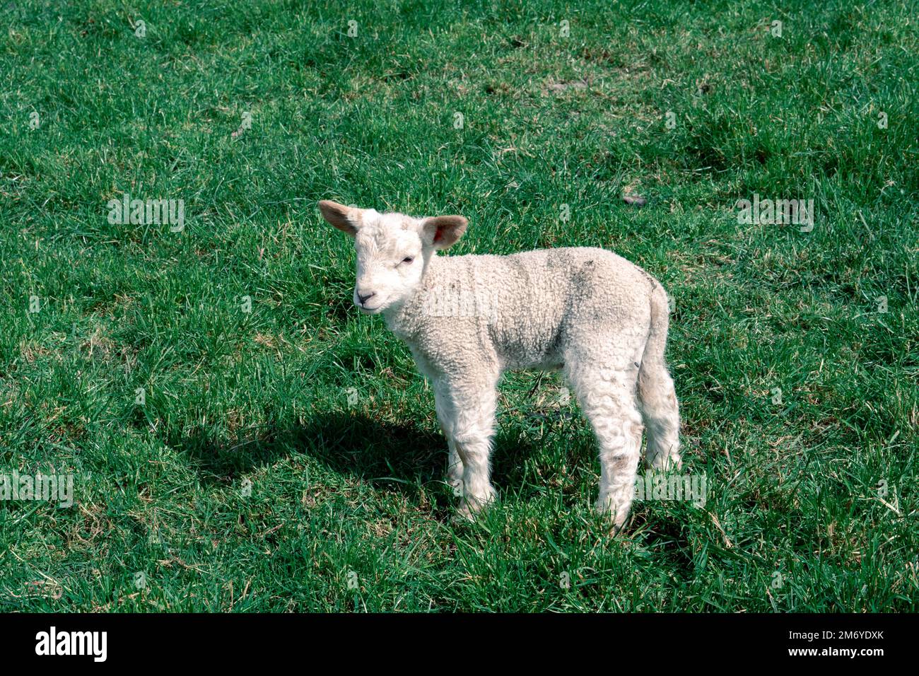 Pecore carine a Walter Peak, Queenstown Foto Stock