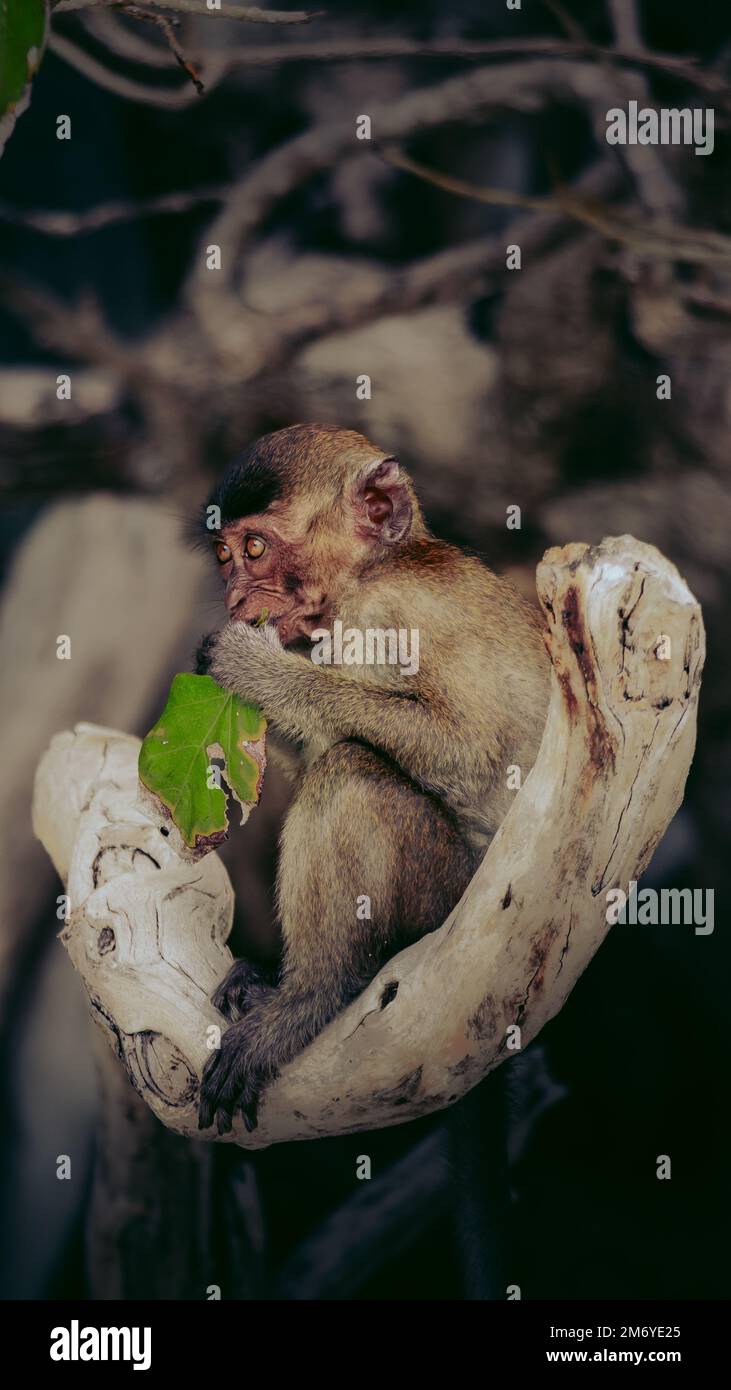 Un primo piano di macaco toque che si appollaiano sul legno Foto Stock
