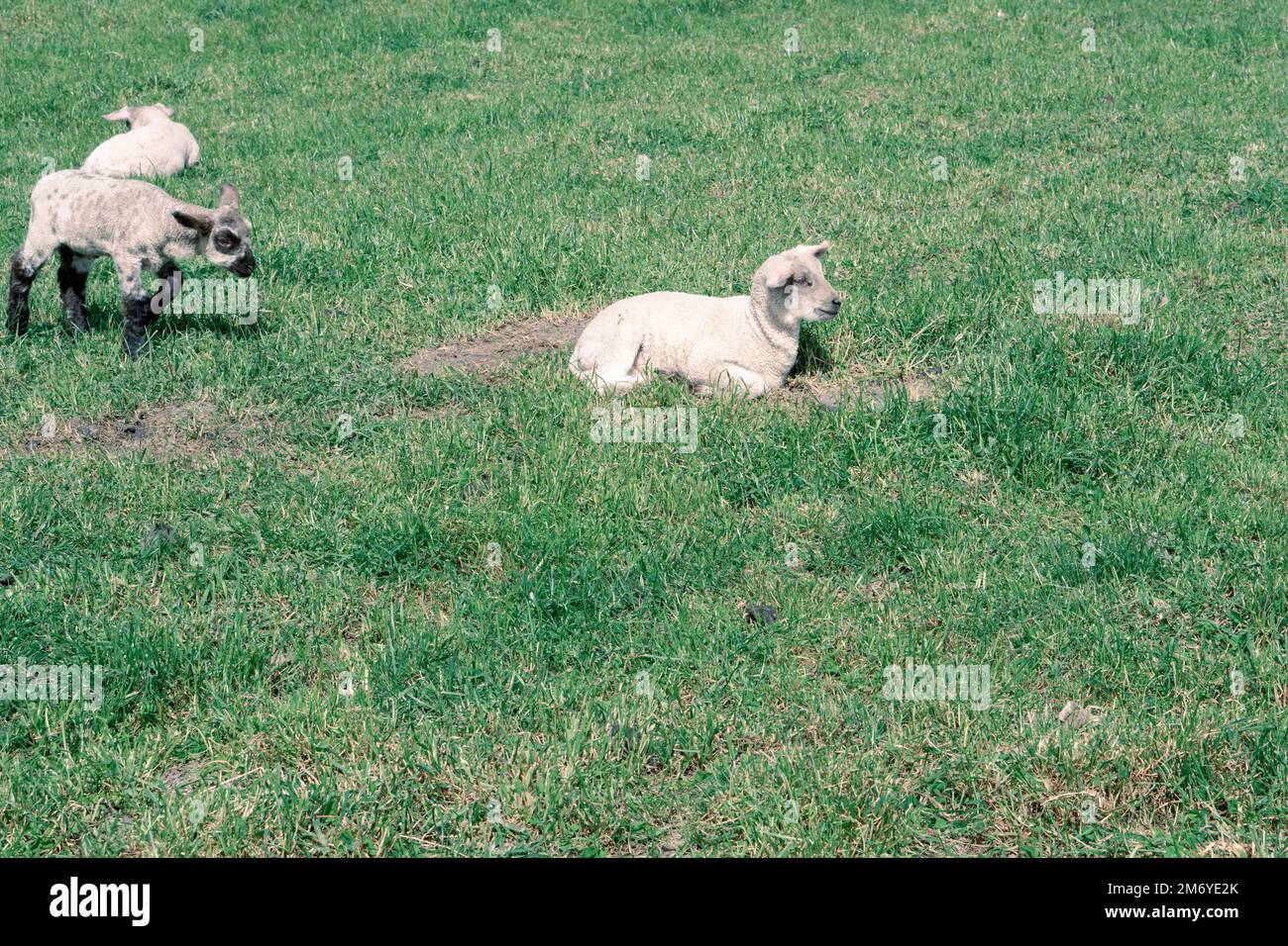 Pecore carine a Walter Peak, Queenstown Foto Stock