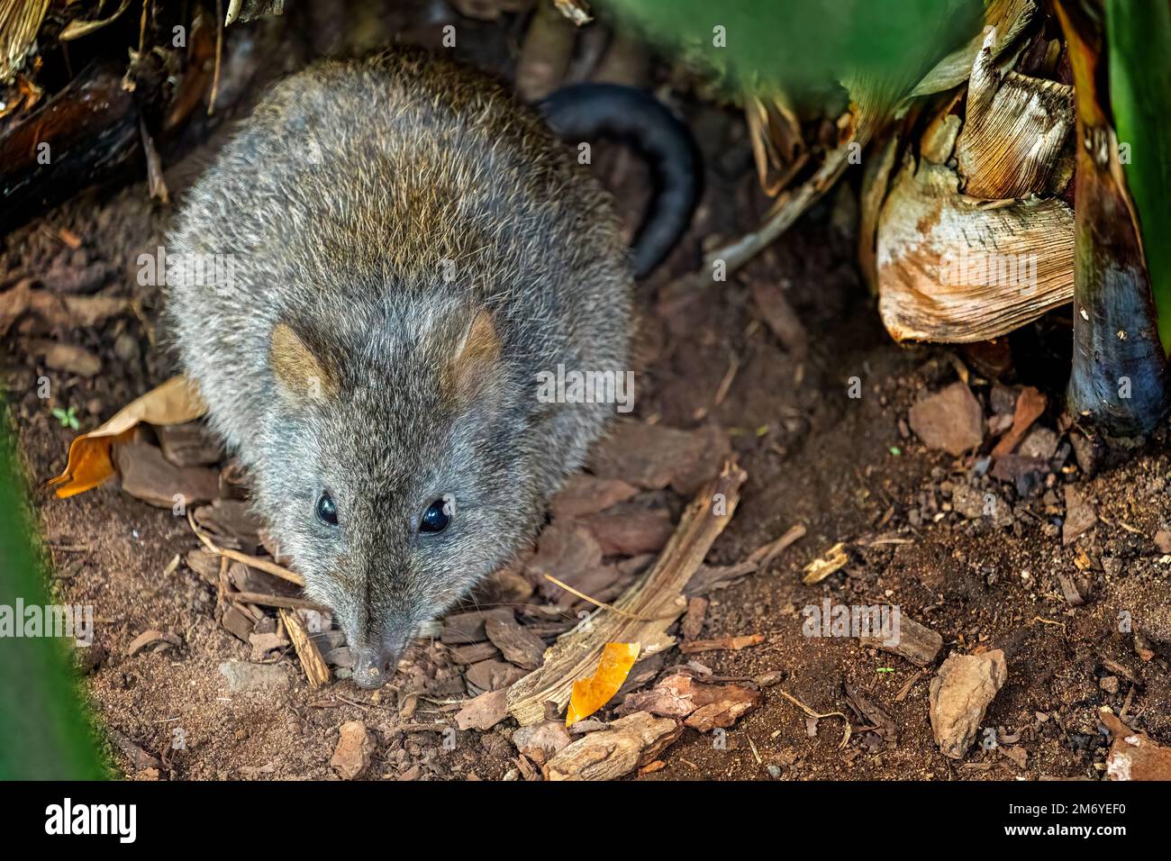 Potoroo a naso lungo (tridattilus potoroso) Foto Stock