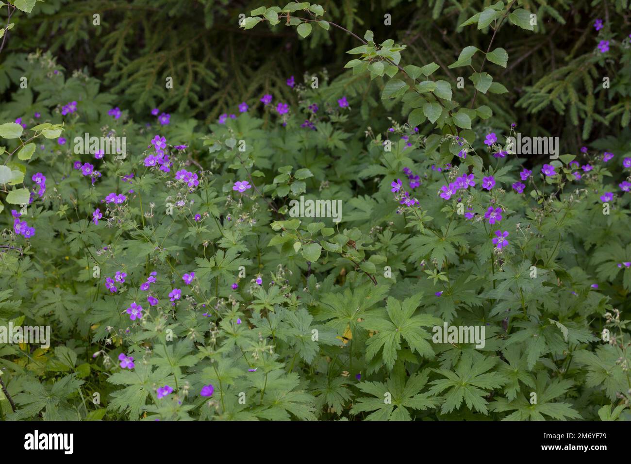 Wald-Storchschnabel, Waldstorchschnabel, Geranium sylvaticum, legno, geranio del bosco, Le Géranium des bois Foto Stock