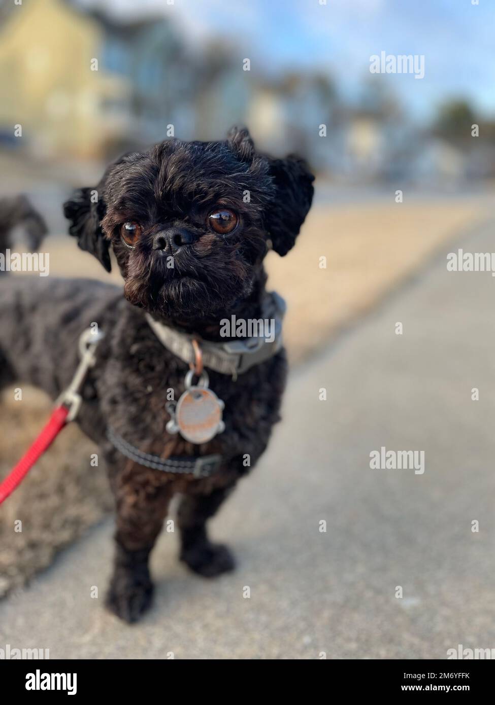 Un cane Griffon Bruxellois nero in piedi sulla strada Foto Stock
