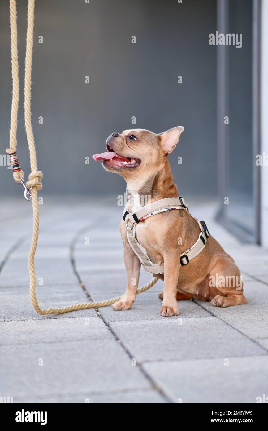 Bulldog francese con imbracatura per cani con guinzaglio di corda davanti alla parete grigia Foto Stock