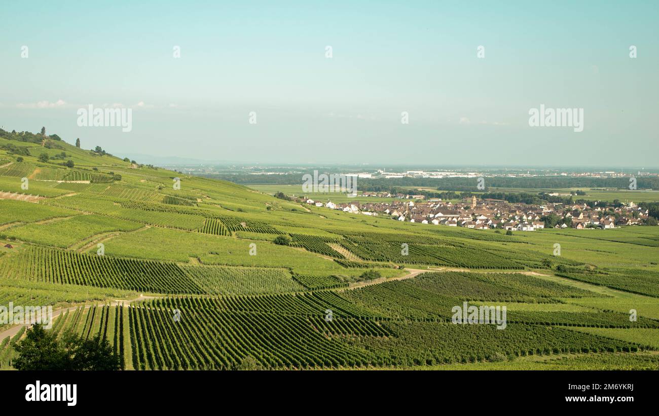 Vigneto prendendo il sole in regione Alsace.Wine in France.paesaggio mozzafiato con colline piene di viti in luce dorata. Bella vista sul vigneto Foto Stock