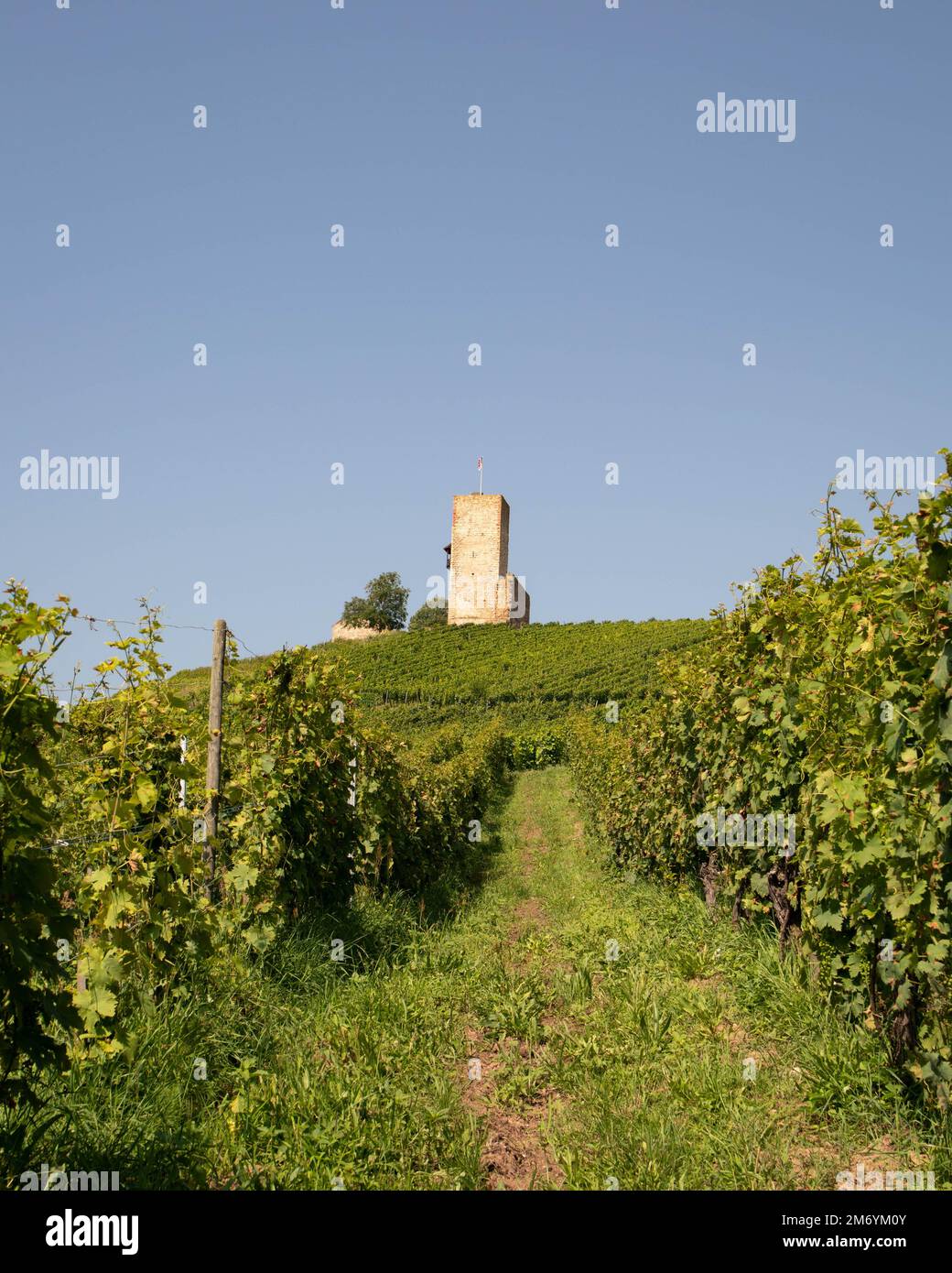 Vigneto prendendo il sole in regione Alsace.Wine in France.paesaggio mozzafiato con colline piene di viti in luce dorata. Bella vista sul vigneto Foto Stock