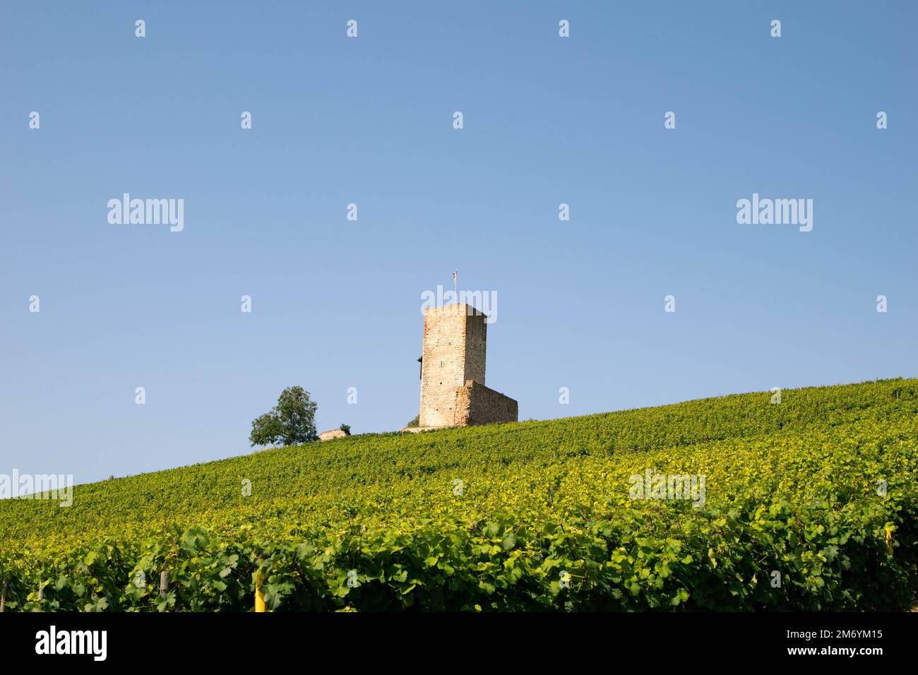 Vigneto prendendo il sole in regione Alsace.Wine in France.paesaggio mozzafiato con colline piene di viti in luce dorata. Bella vista sul vigneto Foto Stock