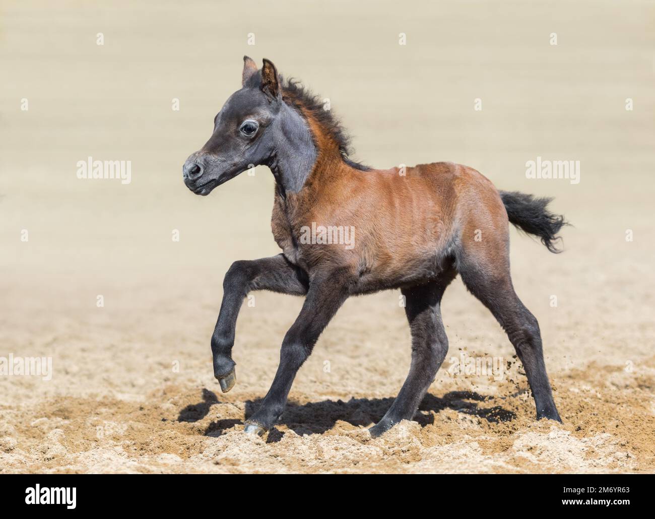 Bay Foal è un mese di nascita. La razza unica è il cavallo americano in miniatura. Mare in movimento. Vista laterale. Foto Stock Bay Foal è un mese di nascita. La razza unica è il cavallo americano in miniatura. Mare in movimento. Vista laterale. Foto Stock