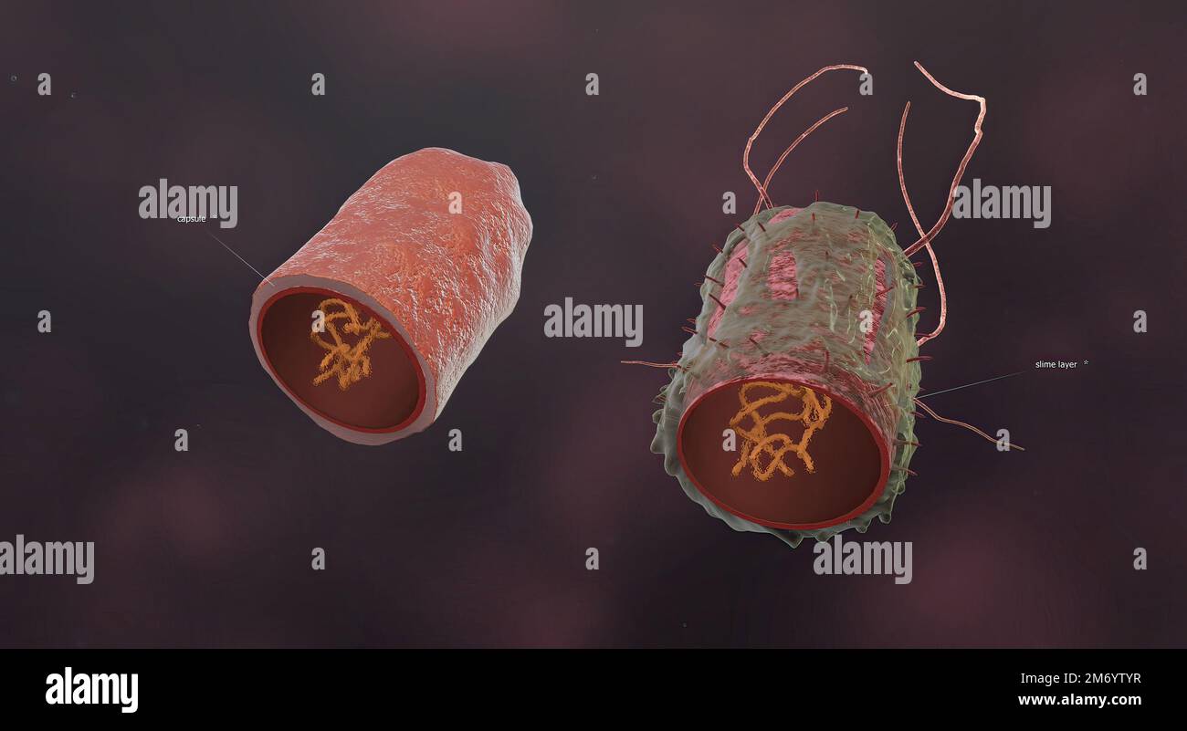 I batteri sono organismi microscopici e monocellulari che esistono in milioni di loro, in ogni ambiente, sia all'interno che all'esterno di altri organismi. 3D illu Foto Stock
