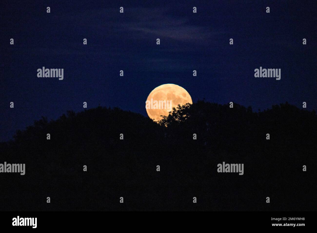 Una luna arancione brillante che si innalza dietro una fila di alberi contro un cielo blu scuro e chiaro, luna piena, luna lupo Foto Stock