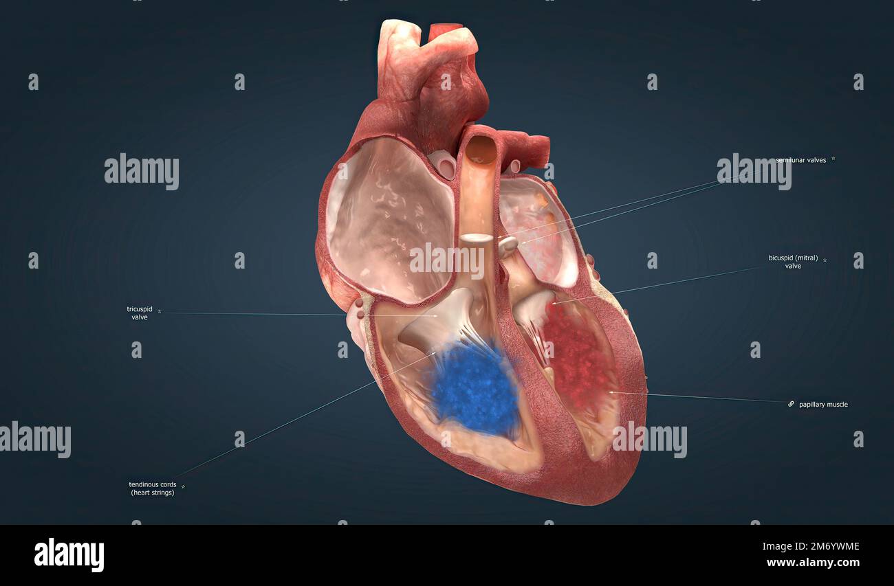 Le quattro valvole sono la valvola aortica, la valvola mitrale, la valvola  polmonare e la valvola