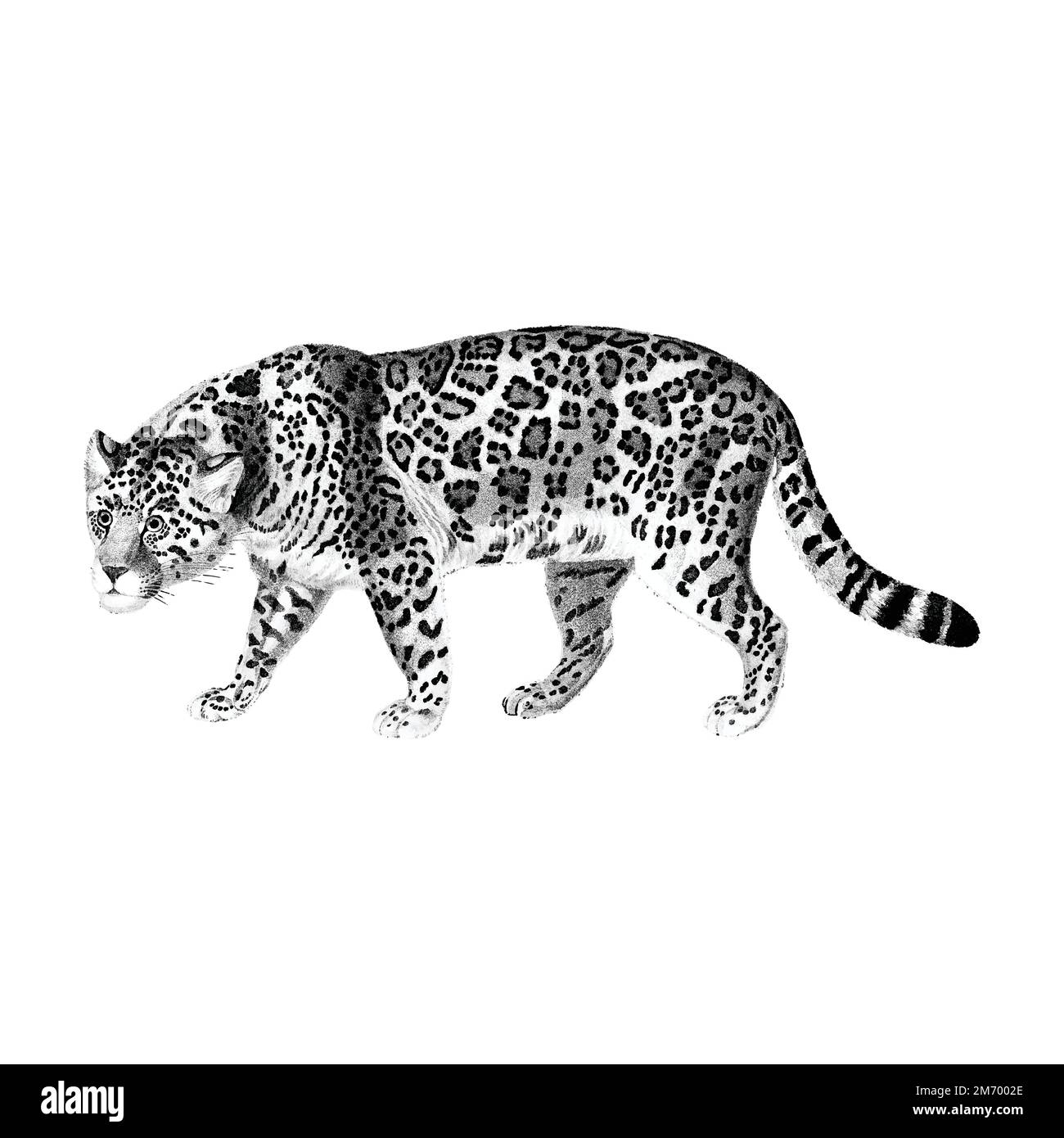 Illustrazioni d'epoca di Jaguar Illustrazione Vettoriale