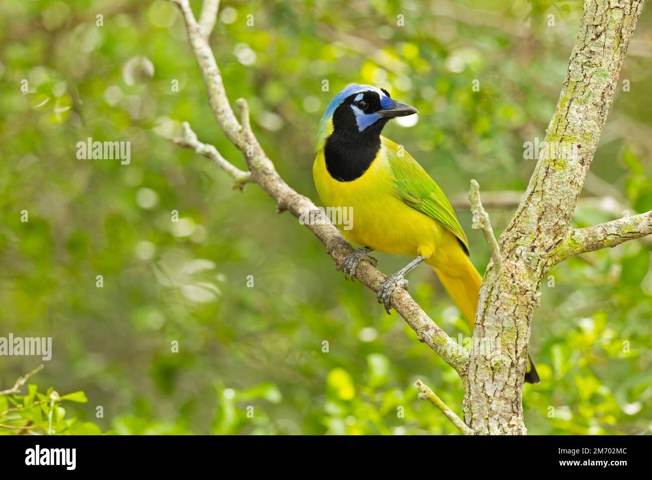 Il gialle verde (Cyanocorax luxuosus) arroccato in un albero retroilluminato dal sole. Foto Stock