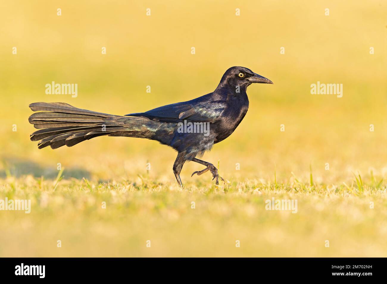 Grillo a coda grande (Quiscale mexicanus) che fora in un campo per insetti Foto Stock