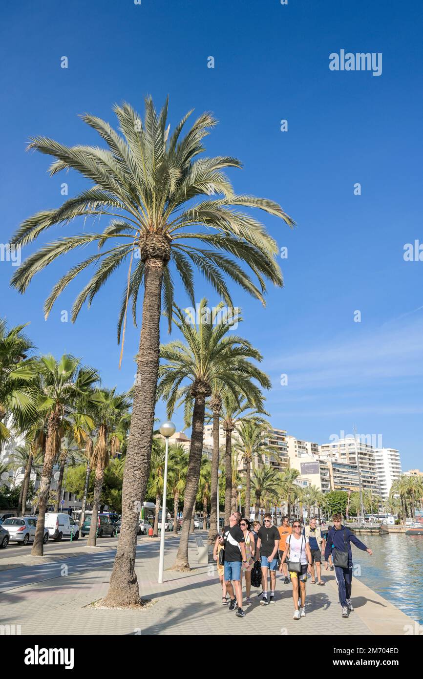 Palmen, Promenade, Puerto de Palma, Palma, Maiorca, Spagnolo Foto Stock