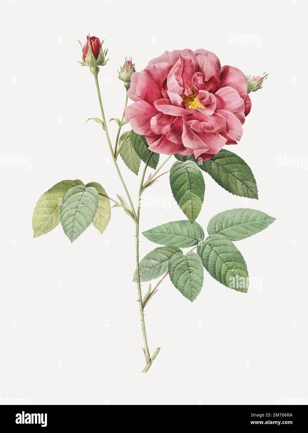 Vintage fiore francese rosa vettore Illustrazione Vettoriale