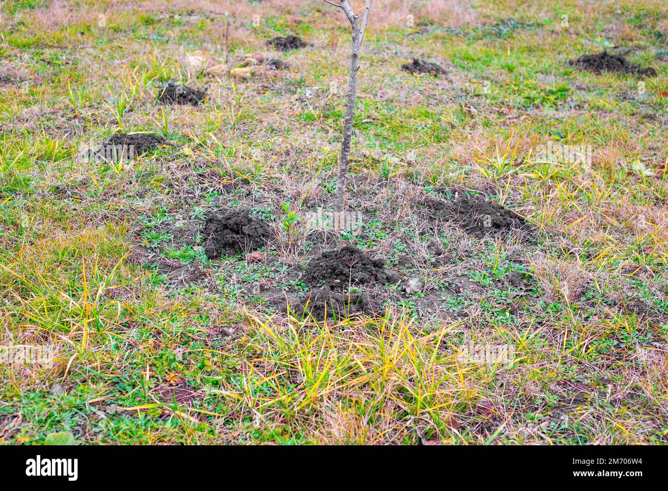 Pali di terra in un campo scavato da moli. Animali parassiti di agricoltura. Foto Stock