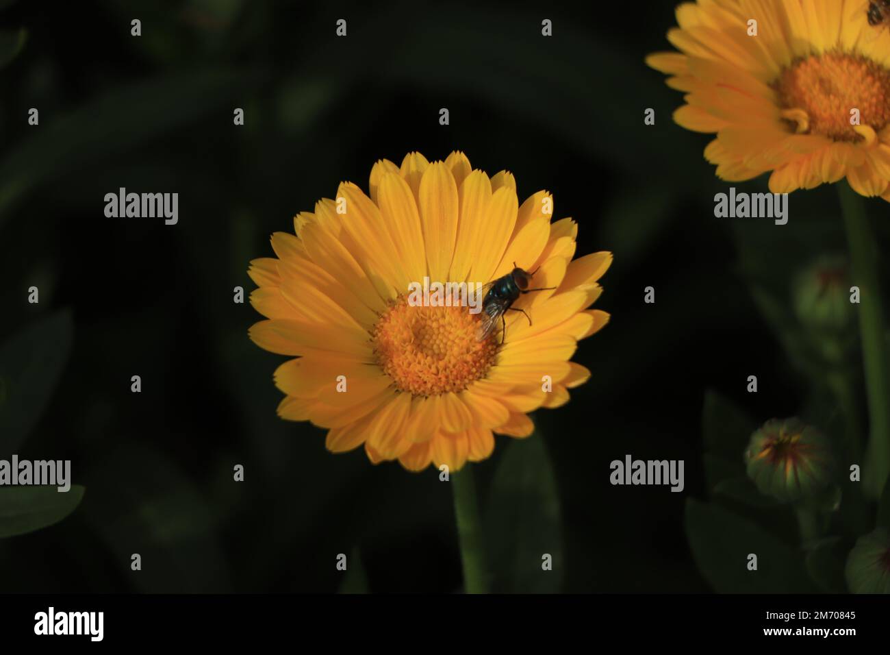 Calendula officinalis foglie di fiori per olio, tè (Calendula pianta o giardino inglese marigold) su sfondo verde. Foto Stock