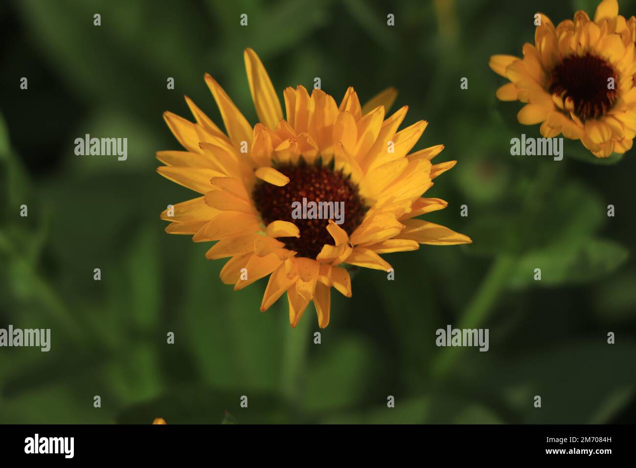 Calendula fiore nel giardino vista dall'alto primo piano. Grado cuore verde. Foto Stock