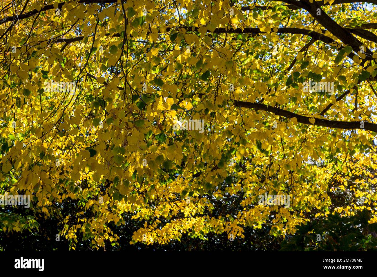 Fogliame giallo autunnale, Washington, D.C., USA Foto Stock