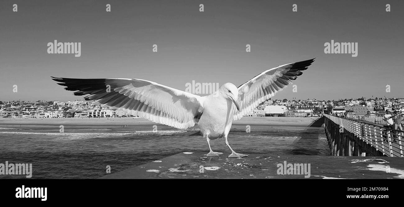 Un'immagine panoramica in scala di grigi di un gabbiano che atterra su una superficie rocciosa vicino all'acqua Foto Stock