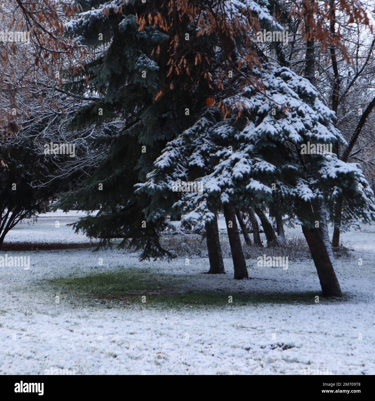 Un terreno nevoso e un albero nevoso senza neve sotto l'albero Foto Stock