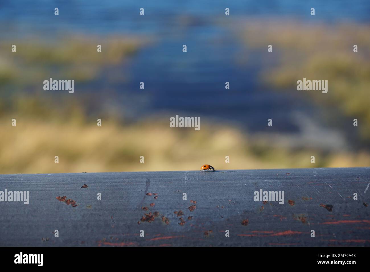 Solitario ladybug viaggia per il mondo Foto Stock