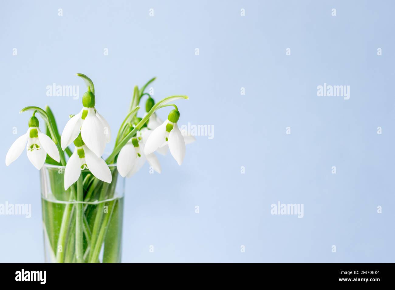 uno o bouquet di gocce di neve in vetro tequila modello isolato fino primavera sta arrivando numero cifre donne giorno internazionale prima fiori della foresta Foto Stock
