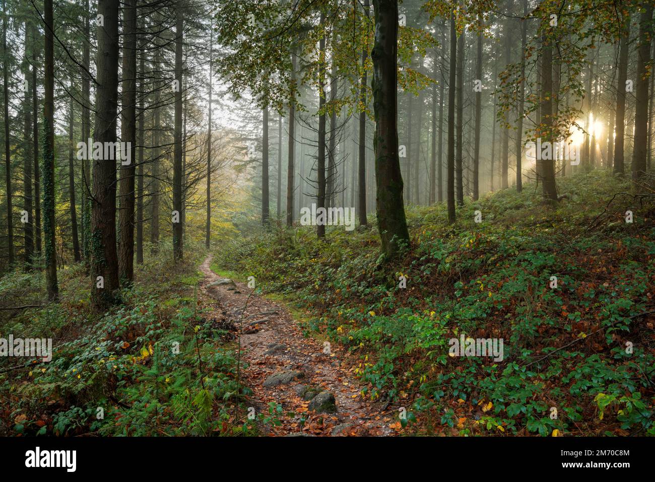 Sentiero roccioso attraverso il bosco nella valle di Wye. Foto Stock