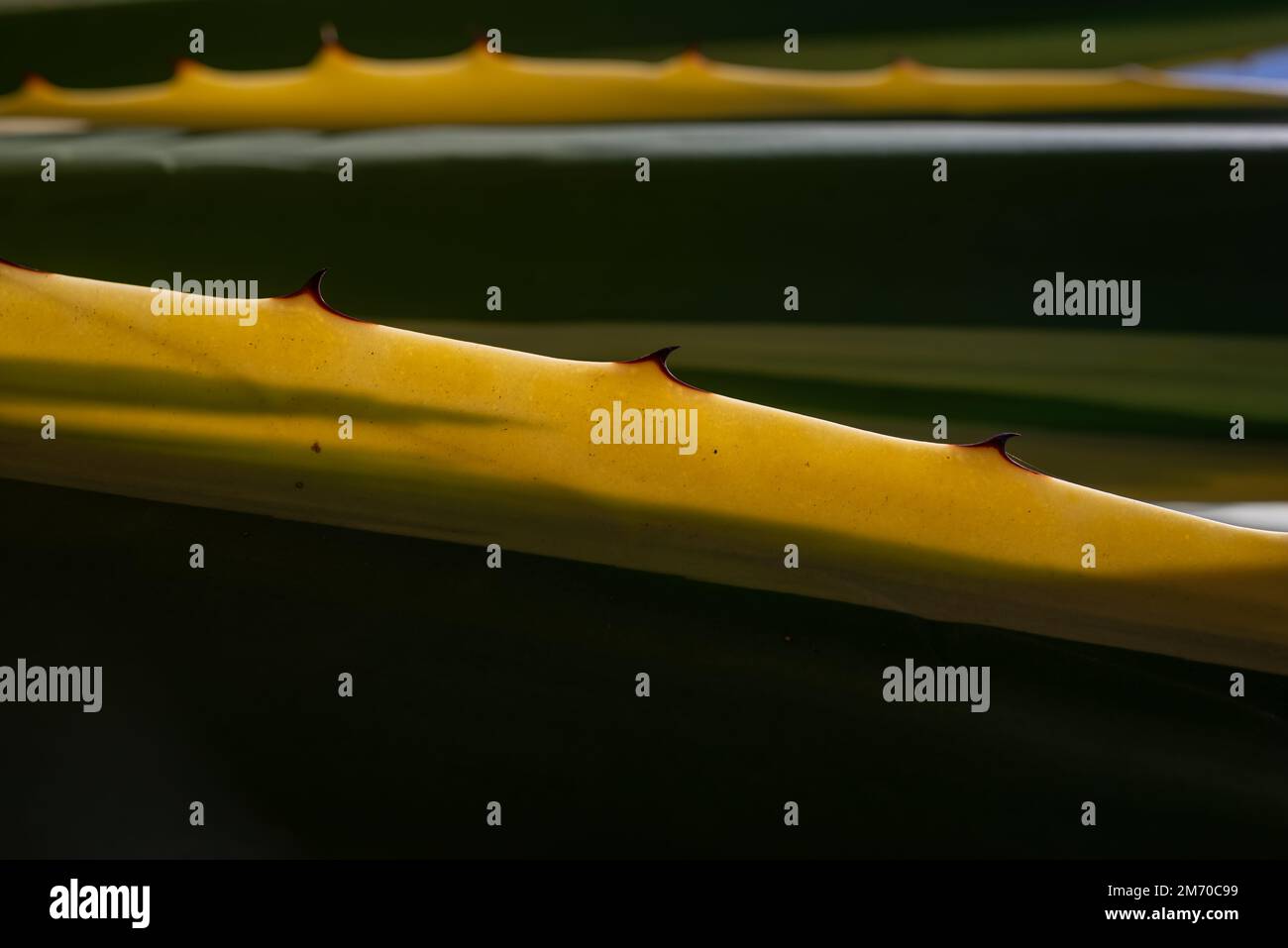 Astratto sfondo botanico da foglie di yucca gloriosa variegata Foto Stock