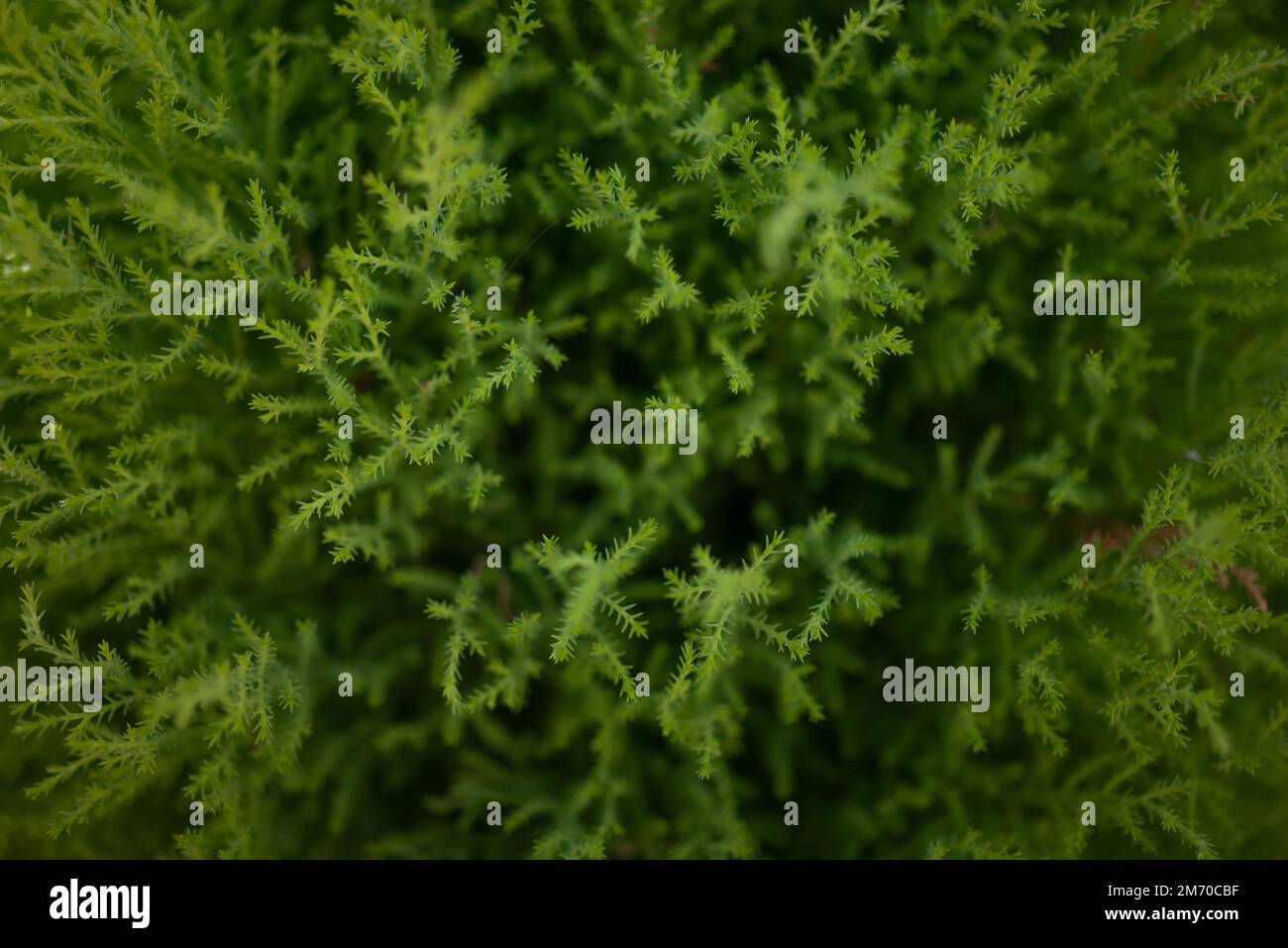 Il cipresso dorato lascia lo sfondo. Monterey cipresso oreficeria fogliame closeup Foto Stock