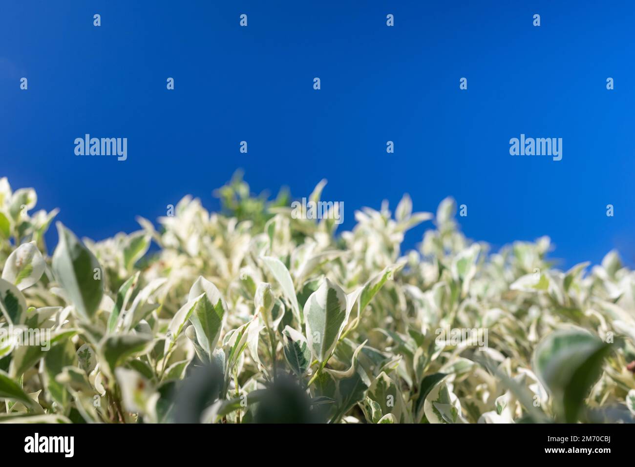 Piangendo pianta di fico foglie primo piano su sfondo cielo blu Foto Stock