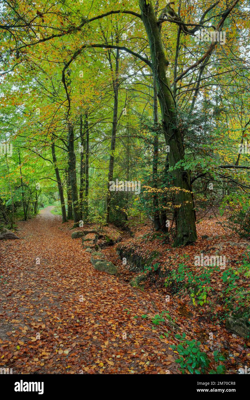 Tappeto di foglie autunnali nel bosco vicino a Monmouth, Galles del Sud. Foto Stock