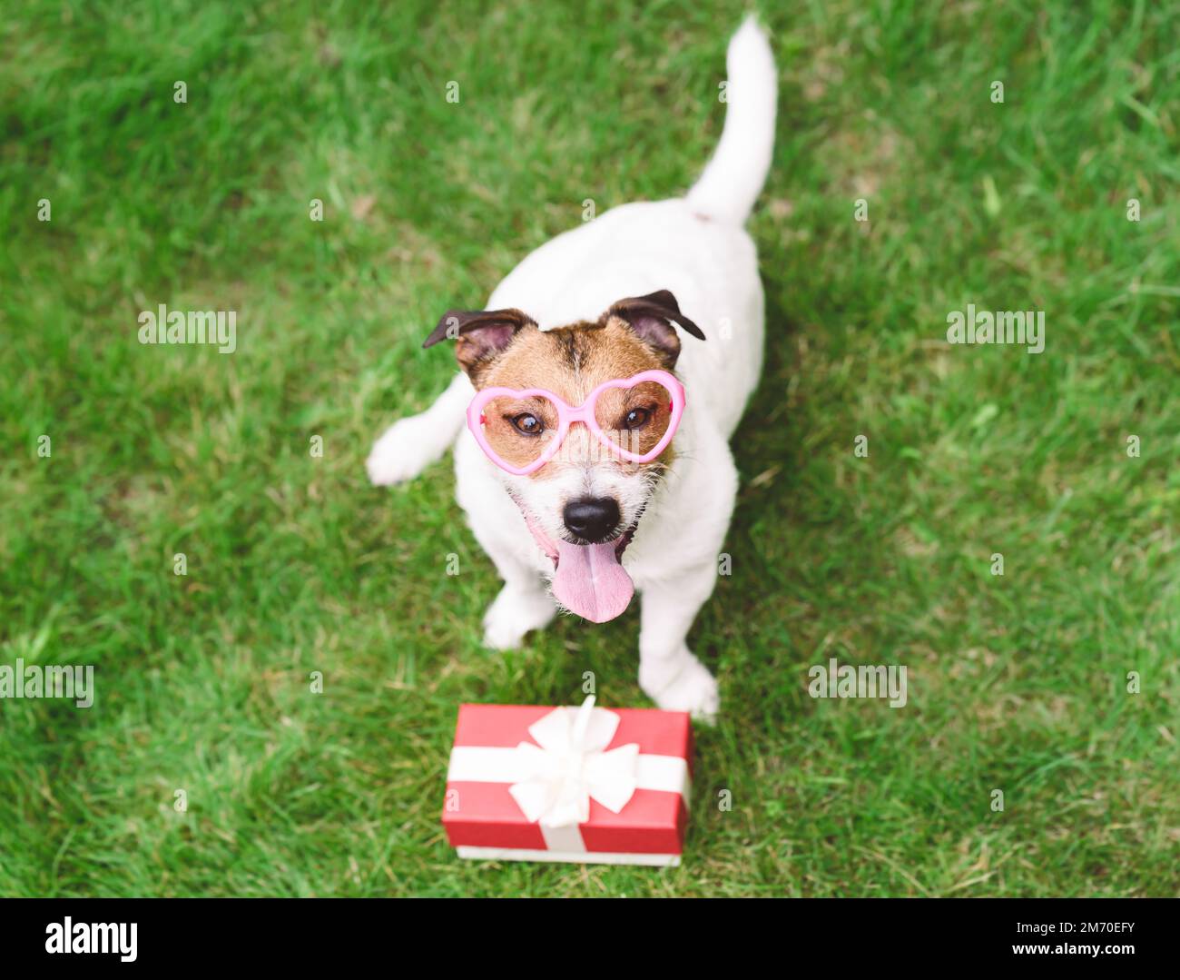 Il regalo di San Valentino e il concetto di festa con il cane carino in occhiali a forma di cuore Foto Stock