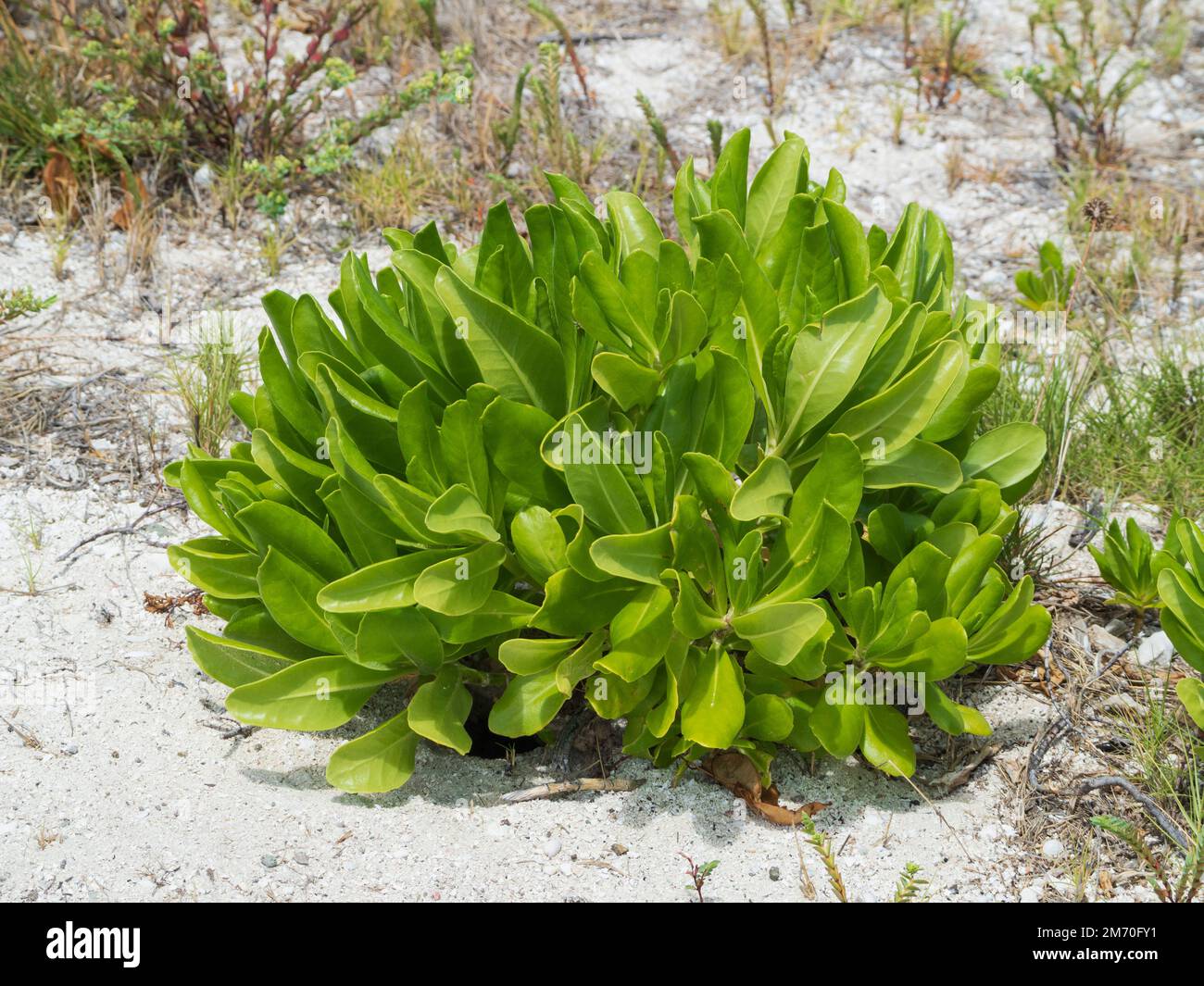 Union Island, Grenadine, Caraibi. Pianta succulenta sulla fregata isola causseway. Foto Stock